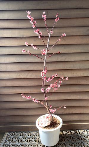 【6寸鉢植え】鈴鹿の関 花梅 苗木 スズカノセキ すずかのせき【庭木 花木 花梅 はなうめ ハナウメ】のサムネイル