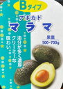 アボカド　マラマ　（Bタイプ）　接ぎ木1年生　4寸ポット植え：熱帯果樹苗　＊A・Bタイプ両方を植えてください！