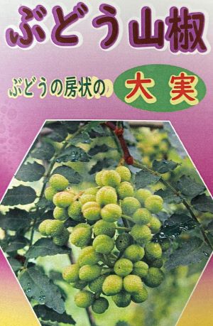 葡萄山椒（ブドウサンショウ）5寸ポット苗　《果樹苗》　ブドウ山椒　ぶどう山椒　樹高60～80センチ程度