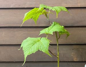 ウリハダカエデ 9センチポット植え　　