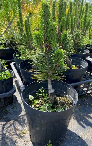 楽天市場】黒松 庭(盆栽|花・観葉植物):花・ガーデン・DIYの通販 楽天市場】黒松 庭(盆栽|花・観葉植物):花・ガーデン・DIYの通販