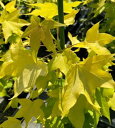 黄金葉 モミジバフウ（黄金葉アメリカフウ） 6寸鉢植え