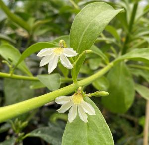 ビーチ・ナウパカ（ビーチナウパカ）＊5寸鉢植えのサムネイル