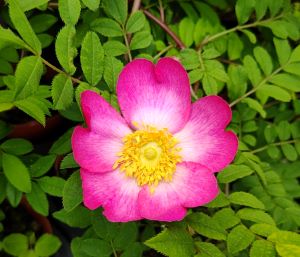 新品種！　濃花色　サンショウバラ（山椒薔薇）