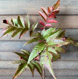 ナナカマド　樹高20〜30センチ程度のサムネイル