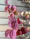 カツラの木 5寸鉢植え　樹高60〜80cm内外 カツラ科　落葉高木 日本の特産樹木 夏はみごとなグリーンで、秋は赤橙色の紅葉が楽しめます。　