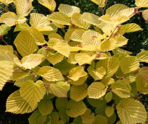 黄金葉トサミズキ（土佐水木）　スプリングゴールド　苗　苗木　庭木　ポット植え