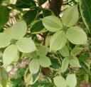 トキワヤマボウシ　彩月　接ぎ木苗　PVP　（葉に覆輪斑、花にも緑斑）