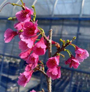 寒緋桜 一重寒緋桜 桜 苗木 かんひざくら カンヒザクラ【庭木 花木 桜 サクラ さくら】一重緋寒桜