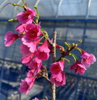 寒緋桜（一重寒緋桜） 桜 苗木 かんひざくら カンヒザクラ【庭木 花木 桜 サクラ さくら】一重緋寒桜