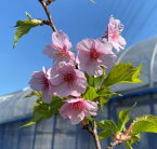 河津桜 桜 苗木 かわつさくら カワツサクラ かわづざくら カワヅザクラ【庭木 花木 桜 サクラ さくら】