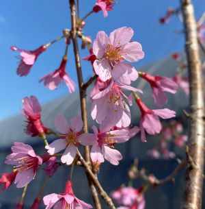 おかめ桜 桜 苗木 おかめざくら オカメザクラ【庭木 花木 桜 サクラ さくら】別名；おとめ桜