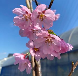 【桜苗木】プリンセス雅桜 プリンセスミヤビザクラ 【庭木花木・桜・サクラ・さくら】