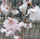 桜 苗木 彼岸桜 桜 苗木 ヒガンザクラ ひがんざくら 苗木 苗 【庭木 花木 桜 サクラ さくら】