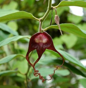 大株！　アリストロキア・トリカウダタ　Aristolochia tricaudata