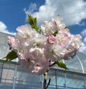 桜　苗木　松月　ショウゲツ 規格：3〜5寸ポット植え、又は根巻き苗接ぎ木1〜2年生苗樹高：60〜80センチ程度 松月桜（ショウゲツザクラ）は、サトザクラ系サクラで、花は淡紅色の大輪八重咲き。花びらの外側に紅色を帯びる美しい品種です。　　 管理のポイント 日当たりを好みますので、よく日のあたる場所で管理してください。 植え付け3年で開花します。 水はけのよい場所と用土で植えてください。 7月に固形肥料を与えると花付きがよくなります。　