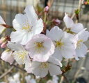 桜 苗木 静匂(桜) 苗木 苗 【庭木花木・桜・サクラ・さくら】