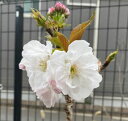 桜　大提灯桜　苗木　苗　桜の木 規格：3〜5寸ポット植え、又は根巻き苗 接ぎ木1〜2年生苗 樹高：60〜80センチ程度 大提灯桜：オオジョウチンザクラ（桜）は、淡い紅色で大輪半八重咲きの美しい桜です。 管理のポイント 日当たりを好みますので、よく日のあたる場所で管理してください。 植え付け3年で開花します。 水はけのよい場所と用土で植えてください。 7月に固形肥料を与えると花付きがよくなります。　