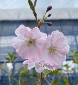 アーコレード 桜 苗木 あーこれーど【庭木 花木 桜 サクラ さくら】