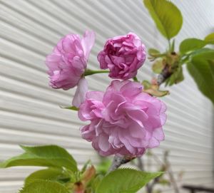 紅華桜 桜 苗木 コウカザクラ こうかざくら