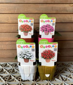 サンパチェンス　4ポットセット　（レッド・ホワイト2・オレンジ・ラベンダースプラッシュ）のサムネイル