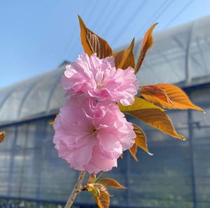 関山桜 桜 苗木 かんざんざくら カンザンザクラ【庭木 花木 桜 サクラ さくら】