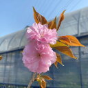 関山桜 桜 苗木 かんざんざくら カンザンザクラ【庭木 花木