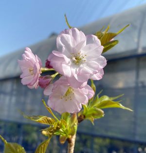 楊貴妃桜 桜 苗木 ようきひざくら ヨウキヒザクラ【庭木 花木 桜 サクラ さくら】