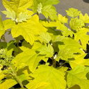 紫陽花 苗 6寸鉢植え 黄金葉カシワバアジサイ リトルハニー(黄金葉柏葉紫陽花)樹形は様々です 【花木庭木・アジサイ・山紫陽花・あじさい】