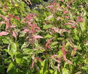 桜 苗木 吉田錦 斑入り山桜:フイリヤマザクラ(桜) 苗木 さくら 苗 サクラ 6寸鉢植え