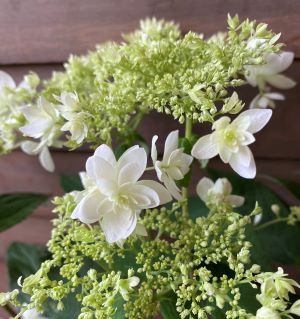 5寸鉢植え　紫陽花　アジサイ　アナベル　八重咲き　（ヘイズスターバースト）　【花木庭木・アジサイ・山紫陽花・あじさい】のサムネイル