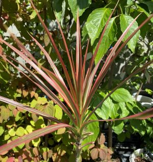 ドラセナ　レインボー　5寸スクエア鉢植え　（ドラセナ　マジナータレインボー）のサムネイル