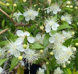 ミルタス（ギンバイカ　銀梅花）《熱帯果樹苗》