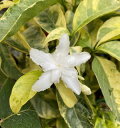 八重咲きサンユウカ(三友花)斑入り葉 かざぐるまゴールド 5寸鉢植え