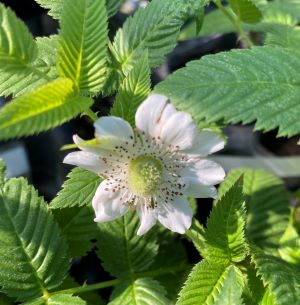 八重咲バライチゴ（薔薇苺）　《果樹苗》