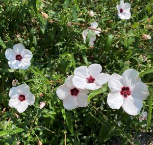 タカサゴフヨウ（高砂芙蓉）のサムネイル