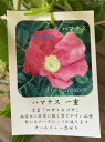 【大苗】 ハマナス 桃花 6寸鉢植え(オールドローズ) 苗 苗木