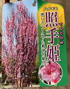 照手姫 花桃 苗木 6寸鉢植え テルテヒメ てるてひめ【庭木 花木 花桃 ハナモモ はなもも】