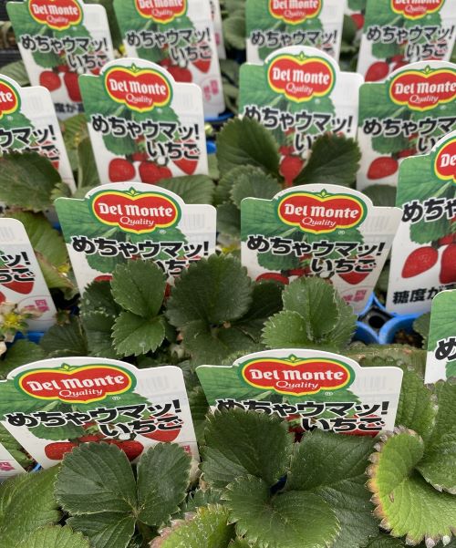 デルモンテ　イチゴ　苗　（めちゃウマッ いちご）2ポットセット　いちごの苗　苺の苗　イチゴの苗のサムネイル