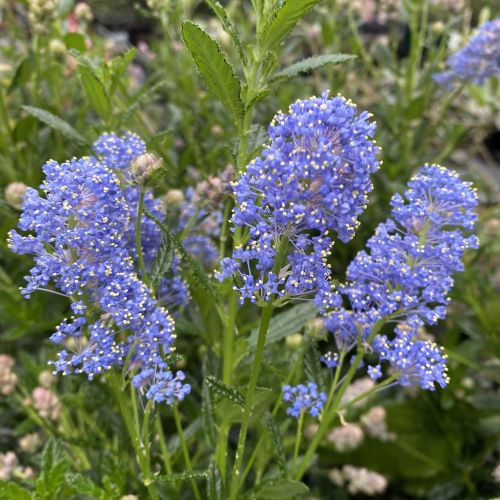 カリフォルニアライラック(セアノサス)4寸ポット植え パシフィックブルー 苗 苗木 ブルーの花の木 青い花の木