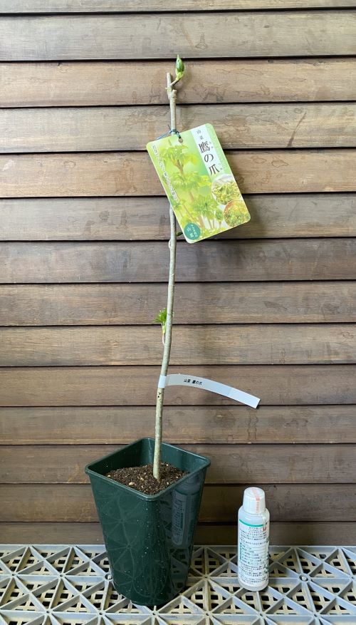 タカノツメ《果樹苗》鷹の爪　苗　苗木 2