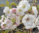 桜 苗木 八重紅大島桜 桜 苗木 やえべにおおしまざくら ヤエベニオオシマザクラ【庭木 花木 桜 サクラ さくら】