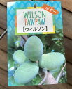 【鉢植え 接ぎ木】 ポポー ウィルソン 《熱帯果樹苗》