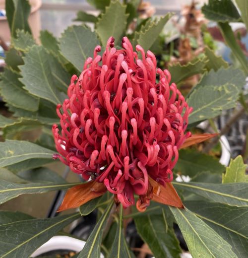 テロペア・スペシオシマ（スペシオシッシマ）6寸鉢植え　苗　苗木　庭木