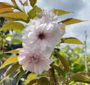 桜 苗木 麒麟桜 桜 苗木 きりんざくら キリンザクラ 苗木 苗 【庭木 花木 桜 サクラ さくら】