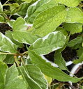 サルナシ 苗木 斑入り葉さるなし 5寸鉢植え (サルナシ) 苗 苗木
