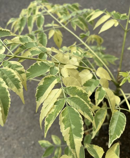 斑入り葉センダン　フラッシュダンサー　接木　（6寸鉢植え）　苗　苗木