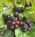 【6寸鉢植え】 アロニア チョコレートベリー(チョコベリー)苗 苗木 《果樹苗》