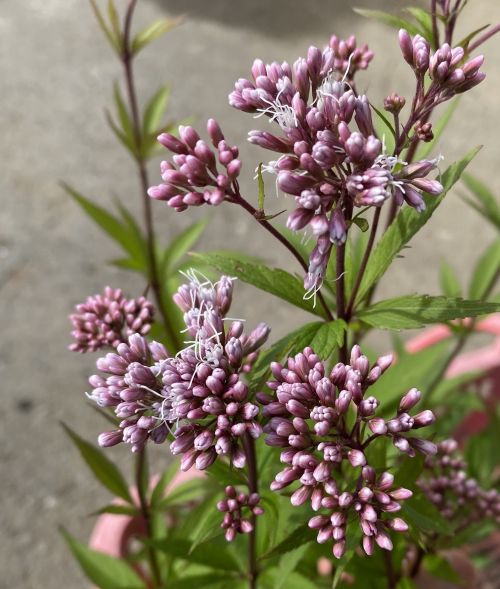 濃色　藤バカマ　(濃色フジバカマ）　ポット植え　苗　苗木　藤袴