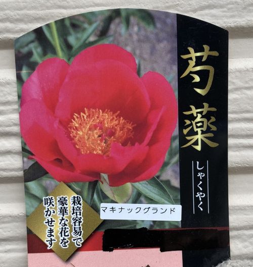 芍薬（シャクヤク）マキナックグランド　苗　ポット植え